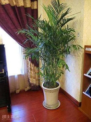 【 Taiyuan yuan rent flowers green plant rent pendulum rent