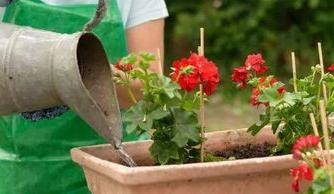 Sowing flowers in September, the key to master the following methods, love flowers should not be missed