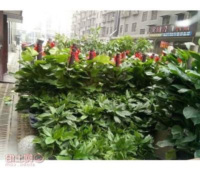 Xiangtan shopping mall plant and flower rental pendulum