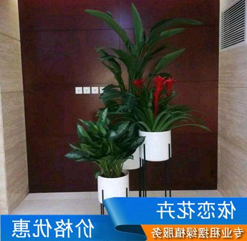Government district flower maintenance company, green plant flowers how much money