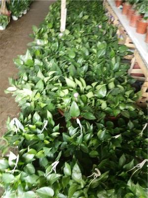 Supply Hankou Yanjiang Avenue office building green plant flowers rent which is good, preferred Wuhan green beauty source horticulture