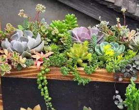 Succulents bloom beautifully