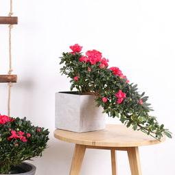 Wuhan green plant flowers for rent Wuhan green plant flowers for rent, office office potted maintenance sales ...
